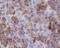Tubulin Tyrosine Ligase antibody, FNab09096, FineTest, Immunohistochemistry frozen image 