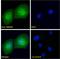 RNA Binding Motif Protein 20 antibody, PA5-19403, Invitrogen Antibodies, Immunofluorescence image 