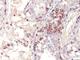 MAA antibody, V3136IHC-7ML, NSJ Bioreagents, Immunohistochemistry frozen image 