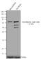 Contactin 6 antibody, MA1-2010, Invitrogen Antibodies, Western Blot image 