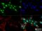 8-Oxoguanine DNA Glycosylase antibody, NB100-106, Novus Biologicals, Immunofluorescence image 