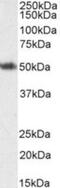 Forkhead Box L2 antibody, NB100-1277, Novus Biologicals, Western Blot image 