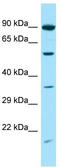 Syntrophin Gamma 2 antibody, TA331297, Origene, Western Blot image 