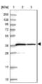 Protein Phosphatase 1 Catalytic Subunit Alpha antibody, NBP2-38559, Novus Biologicals, Western Blot image 