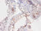 Canis Cholinesterase antibody, A53245-100, Epigentek, Immunohistochemistry paraffin image 