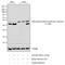 Ribosomal Protein S6 antibody, 44-922G, Invitrogen Antibodies, Western Blot image 