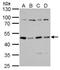 Protein Kinase CAMP-Dependent Type II Regulatory Subunit Alpha antibody, PA5-78123, Invitrogen Antibodies, Western Blot image 
