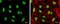 Nuclear Transcription Factor Y Subunit Alpha antibody, NBP2-19533, Novus Biologicals, Immunofluorescence image 