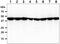 Adhesion Regulating Molecule 1 antibody, GTX57566, GeneTex, Western Blot image 