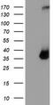 Tryptase Gamma 1 antibody, LS-C337603, Lifespan Biosciences, Western Blot image 