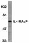 Interleukin-1 receptor accessory protein antibody, 2129, QED Bioscience, Western Blot image 