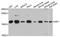 Insulin Like Growth Factor 1 antibody, A12305, ABclonal Technology, Western Blot image 