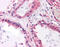 MCF.2 Cell Line Derived Transforming Sequence Like antibody, 51-575, ProSci, Immunohistochemistry frozen image 