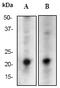 HRas Proto-Oncogene, GTPase antibody, ab32417, Abcam, Western Blot image 