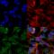 Solute Carrier Family 12 Member 5 antibody, 11564, QED Bioscience, Immunocytochemistry image 