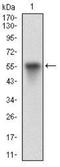 Vitronectin antibody, NBP2-52586, Novus Biologicals, Western Blot image 