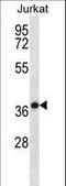 HSPA (Hsp70) Binding Protein 1 antibody, LS-C165070, Lifespan Biosciences, Western Blot image 