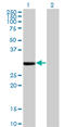 Ficolin 1 antibody, LS-C197206, Lifespan Biosciences, Western Blot image 