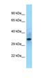 Src Homology 2 Domain Containing F antibody, orb326465, Biorbyt, Western Blot image 