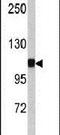 Catenin Alpha 1 antibody, PA5-13526, Invitrogen Antibodies, Western Blot image 