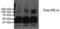 Serine/threonine-protein kinase/endoribonuclease IRE1 antibody, PA1-46027, Invitrogen Antibodies, Western Blot image 