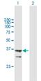 Agmatinase antibody, H00079814-B01P, Novus Biologicals, Western Blot image 