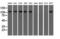 Transforming Acidic Coiled-Coil Containing Protein 3 antibody, LS-C115281, Lifespan Biosciences, Western Blot image 