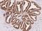 RAB3B, Member RAS Oncogene Family antibody, 200503-T08, Sino Biological, Immunohistochemistry paraffin image 