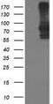 Signal Transducer And Activator Of Transcription 4 antibody, TA502940, Origene, Western Blot image 
