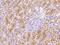 Selenophosphate Synthetase 2 antibody, 202918-T10, Sino Biological, Immunohistochemistry paraffin image 