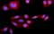 Signal Recognition Particle 72 antibody, A05873-1, Boster Biological Technology, Immunofluorescence image 