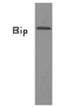 KDEL  antibody, ALX-210-137-C100, Enzo Life Sciences, Western Blot image 