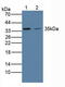 OTU Deubiquitinase, Ubiquitin Aldehyde Binding 1 antibody, LS-C301606, Lifespan Biosciences, Western Blot image 