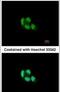 Proteasome Subunit Beta 5 antibody, PA5-28086, Invitrogen Antibodies, Immunofluorescence image 