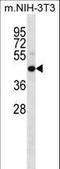 Mitogen-Activated Protein Kinase Kinase 4 antibody, LS-C164445, Lifespan Biosciences, Western Blot image 