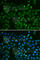 Glutathione Peroxidase 4 antibody, A1933, ABclonal Technology, Immunofluorescence image 