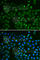 Phospholipid hydroperoxide glutathione peroxidase, mitochondrial antibody, A1933, ABclonal Technology, Immunofluorescence image 