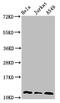 Thioredoxin antibody, CSB-PA02814A0Rb, Cusabio, Western Blot image 