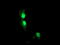 Aryl Hydrocarbon Receptor Interacting Protein Like 1 antibody, M05356-1, Boster Biological Technology, Immunofluorescence image 