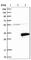 Ring Finger Protein 141 antibody, HPA018133, Atlas Antibodies, Western Blot image 