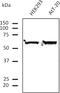 Tubulin Alpha 4a antibody, AB0046-500, Origene, Western Blot image 