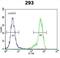 Neuron Derived Neurotrophic Factor antibody, abx032624, Abbexa, Flow Cytometry image 