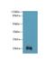 Tetratricopeptide Repeat Domain 9C antibody, LS-C399775, Lifespan Biosciences, Western Blot image 