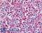 Bestrophin 2 antibody, LS-A8719, Lifespan Biosciences, Immunohistochemistry frozen image 