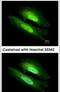 Phosphodiesterase 6D antibody, PA5-22008, Invitrogen Antibodies, Immunofluorescence image 