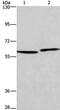 Hyaluronan Synthase 1 antibody, PA5-50674, Invitrogen Antibodies, Western Blot image 