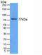 Transglutaminase 3 antibody, LS-C302481, Lifespan Biosciences, Western Blot image 