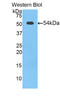 FUS RNA Binding Protein antibody, LS-C302685, Lifespan Biosciences, Western Blot image 