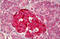 Hyperpolarization Activated Cyclic Nucleotide Gated Potassium Channel 1 antibody, MBS246184, MyBioSource, Immunohistochemistry frozen image 