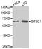 G2 And S-Phase Expressed 1 antibody, MBS129051, MyBioSource, Western Blot image 